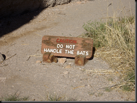 Do not handle bats!