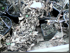 Poor helpless plants